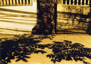 Tree Shadow VII
